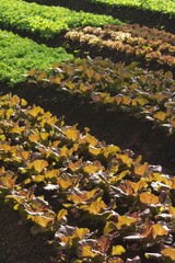 Growing organic vegetable farms for background                                                                                           