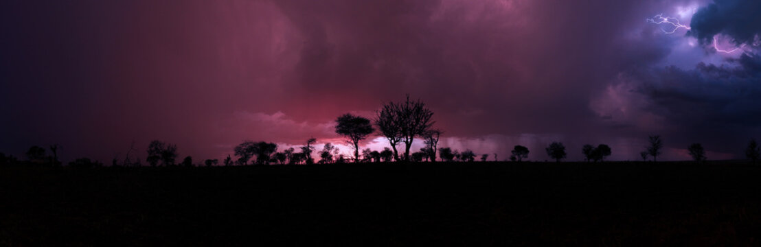 Silhouetted trees under a stormy sky with lightning in the savannah