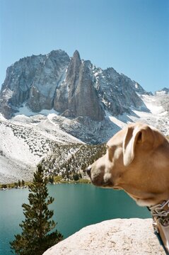 35mm dog alpine adventure