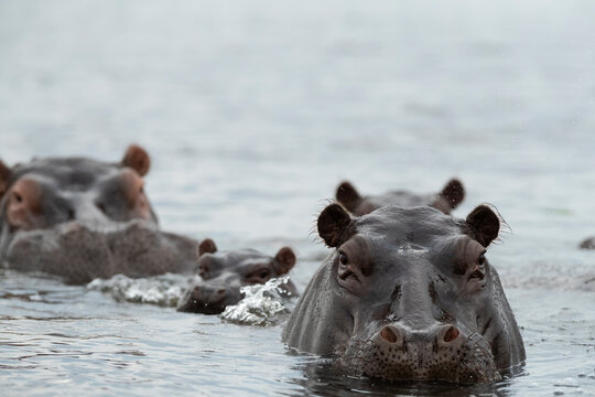 Fototapeta Hippo Peering Above The Water In Chobe River  