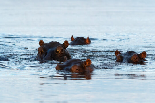 Hippos In The Chobe River, Botswana  