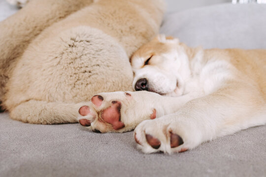 Dog sleeping peacefully on soft surface in cozy environment