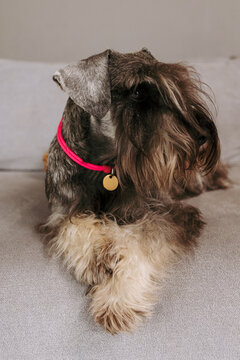 A dog with stylish fur and collar