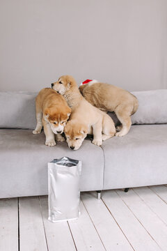 Four playful puppies enjoying time together on a cozy couch