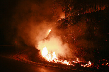 Nighttime Forest Fire Illuminates Roadside