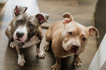 Pit Bull dogs at home