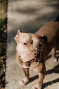 Pit Bull dog