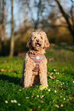 Happy dog sitting on grass with tennis ball in park