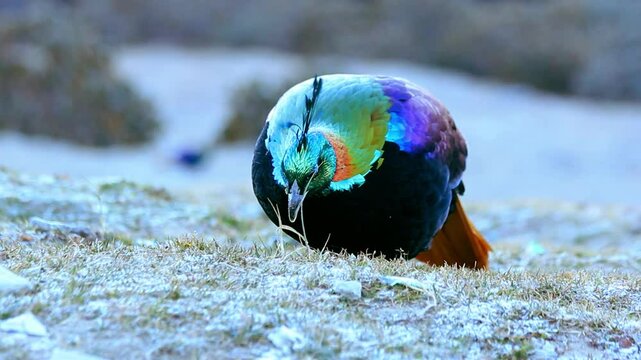 Catch a glimpse of the beautiful Himalayan Monal as it searches for food in the early morning light. Set in the stunning landscapes of Uttarakhand, this vibrant bird brings nature&rsquo;s beauty to life