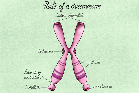 Anatomy of a Chromosome - Illustration