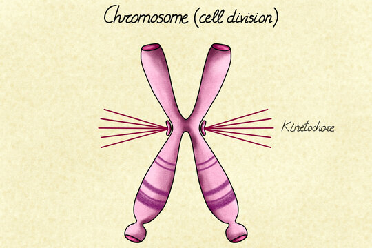Human Chromosome - Illustration