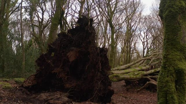 Barna Woods, Galway Ireland, storm damaged clearing with fallen tree at cemter of muddy forest floor