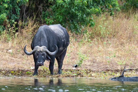 African Buffalo On The Bank Of Chobe River, Botswana  