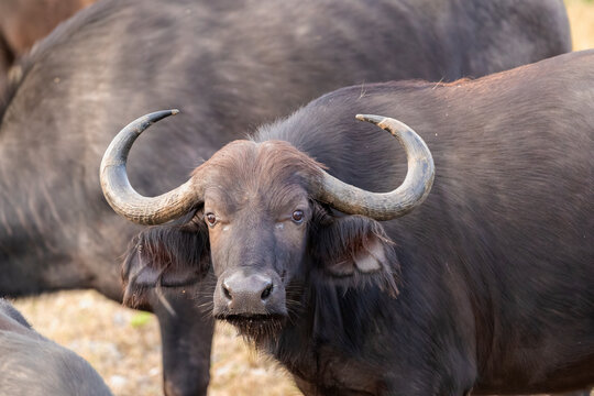 Cape Buffalo Portrait At Chober National Park, Botswana 