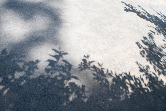 Tree leaves shadow on the ground background