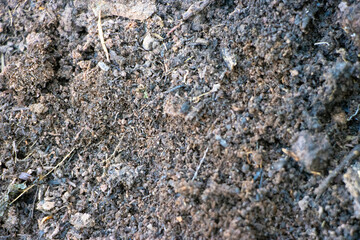 Fertile soil texture background seen from above, top view. Gardening or planting concept with copy space. Natural pattern, rough backdrop