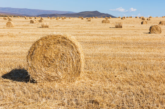 Field with numerous round hay bales under clear blue sky