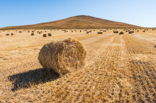 Harvested Straw Bales in Golden Field Under Clear Blue Sky