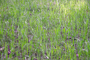 field of small growing wheat in sunlight. Background green grass texture, backdrop