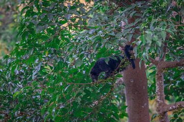 Binturong (Bear Cat) It belongs to the civet family. It has a large head, gray fur on the face, small round ears, a long body, and rough, black fur.