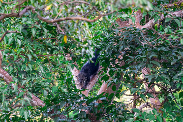 Binturong (Bear Cat) It belongs to the civet family. It has a large head, gray fur on the face, small round ears, a long body, and rough, black fur.
