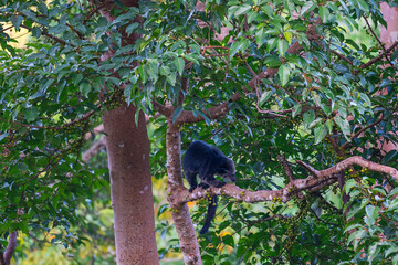Binturong (Bear Cat) It belongs to the civet family. It has a large head, gray fur on the face, small round ears, a long body, and rough, black fur.