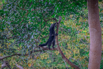 Binturong (Bear Cat) It belongs to the civet family. It has a large head, gray fur on the face, small round ears, a long body, and rough, black fur.