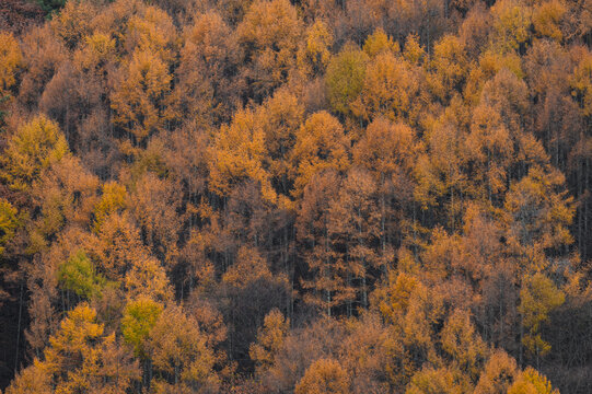 Golden Japanese Cedars In Nagano Prefecture