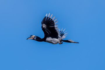 The bill and large hump are yellow. The face is black. The throat is white or yellowish-white. The body is black. The wings are black with a wide yellow stripe running down the middle of the wings.	