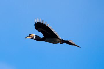 Fototapeta premium The bill and large hump are yellow. The face is black. The throat is white or yellowish-white. The body is black. The wings are black with a wide yellow stripe running down the middle of the wings. 