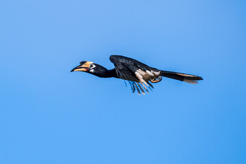 The bill and large hump are yellow. The face is black. The throat is white or yellowish-white. The body is black. The wings are black with a wide yellow stripe running down the middle of the wings.	