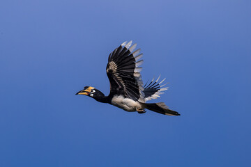The bill and large hump are yellow. The face is black. The throat is white or yellowish-white. The body is black. The wings are black with a wide yellow stripe running down the middle of the wings.	