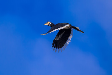 The bill and large hump are yellow. The face is black. The throat is white or yellowish-white. The body is black. The wings are black with a wide yellow stripe running down the middle of the wings.	