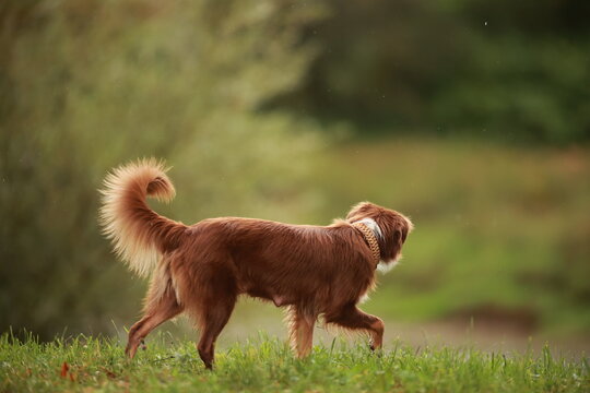 A brown dog is walking on a grassy field