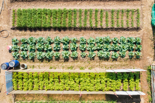 Aerial view of a well organized vegetable garden