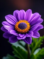 Epilepsy Awareness Day Purple Flower for Epilepsy Awareness Day