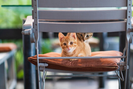Adorable Kittens Relaxing on a Cozy Chair in a Playful Setting