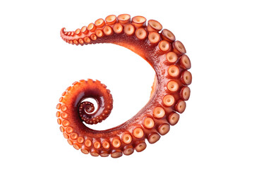 Close-up of a vibrant red octopus tentacle, detailed texture and suction cups, curled neatly, isolated, marine life