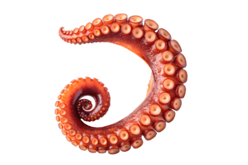 Close-up of a vibrant red octopus tentacle, detailed texture and suction cups, curled neatly, isolated, marine life