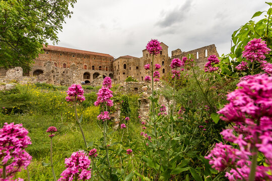 Mystras amd flowers