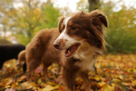 Brown and white dog is standing in a field of yellow leaves