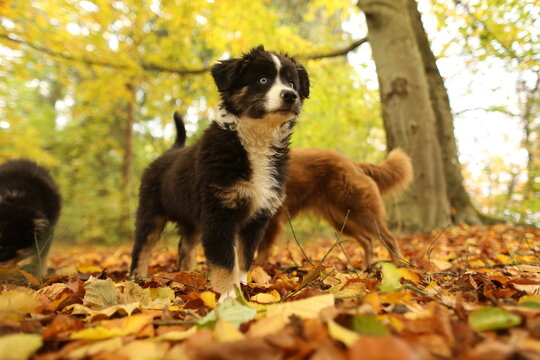 Black and white dog is standing in the middle of a pile of leaves