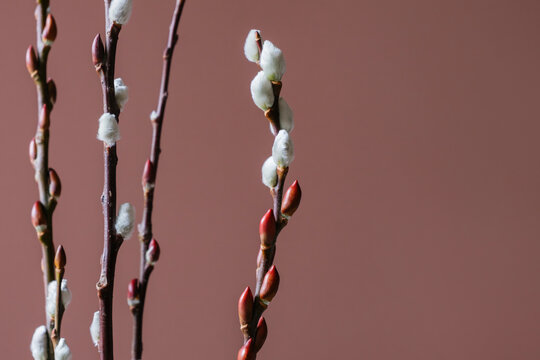 Pussy willow stems