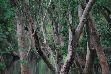 Fototapeta premium tree in the forest
