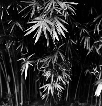 A bamboo forrest.
