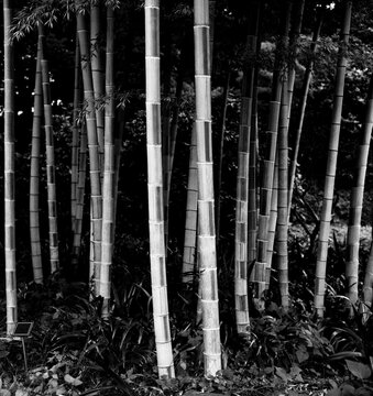 A bamboo forrest.