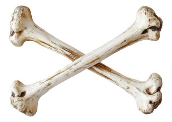 Two crossed bones isolated on transparent background