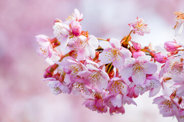 京都 淀水路の河津桜　Kawazu cherry blossoms in Yodo Suido, Kyoto