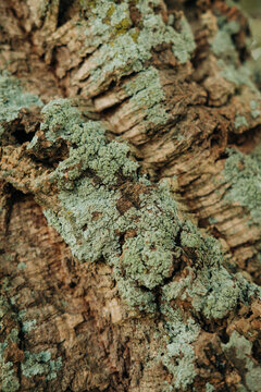 Close-up of tree bark with green lichen