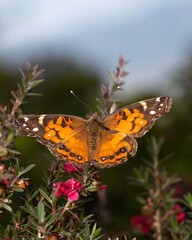 Obraz premium Colorful Butterfly on Vibrant Flowers in Nature
